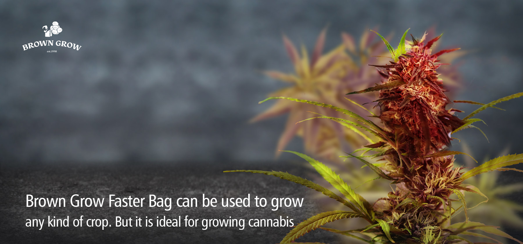 growing cannabis in coco