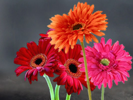 Gerberas